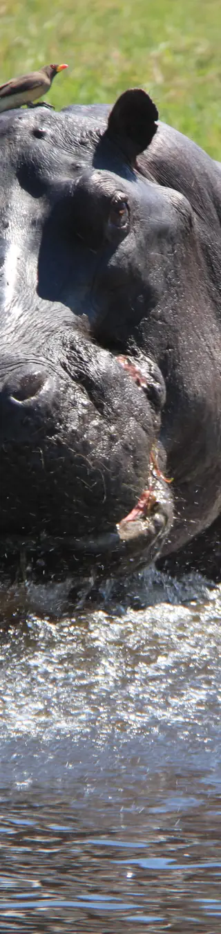Hippopotamus